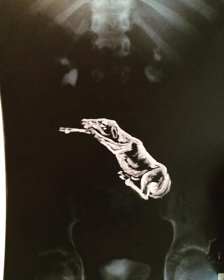 I Think You Are Having A Cow Oil On Xray 2018