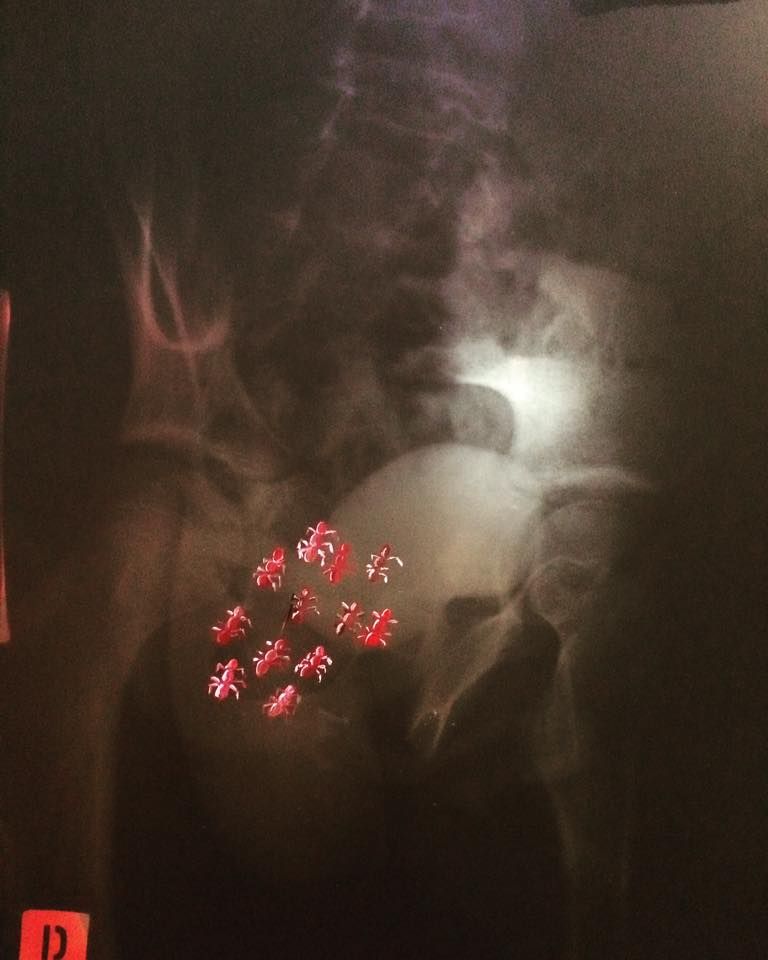 Ants In The Pants Oil On Xray 2018