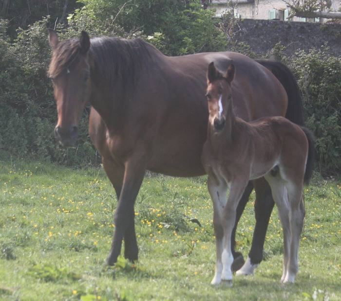 Altesse du Landey & Quite Royal Dada