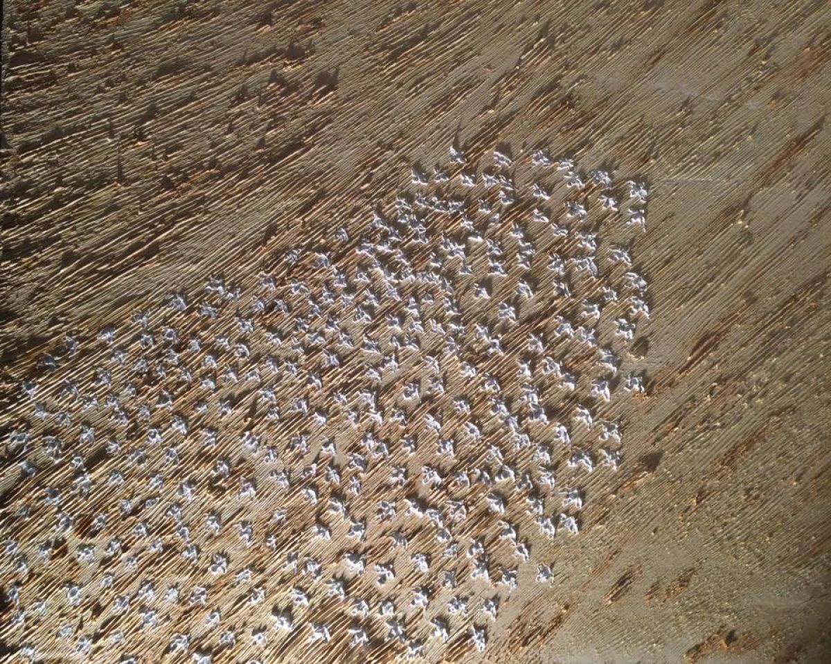 Seagulls 89 Cm X 116 Cm Oil On Canvas 2018